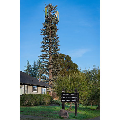 California Native Plant, Los Altos Hills, CA